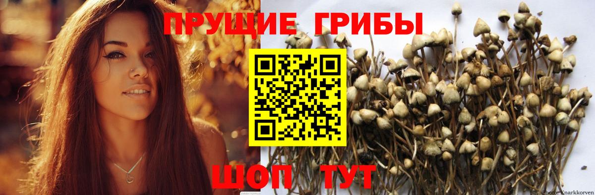 Галлюциногенные грибы прущие грибы Шали